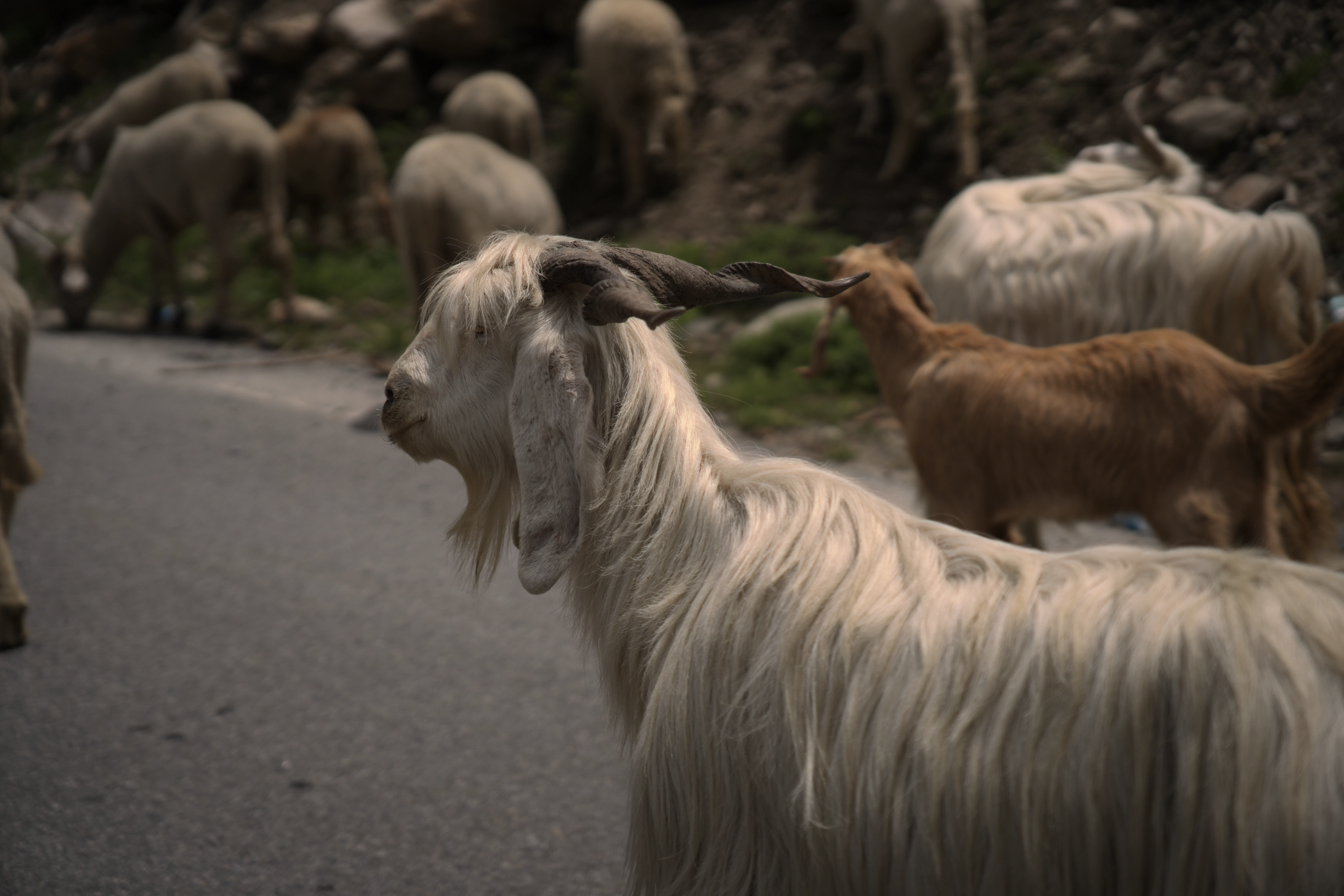 Himachal photo 13