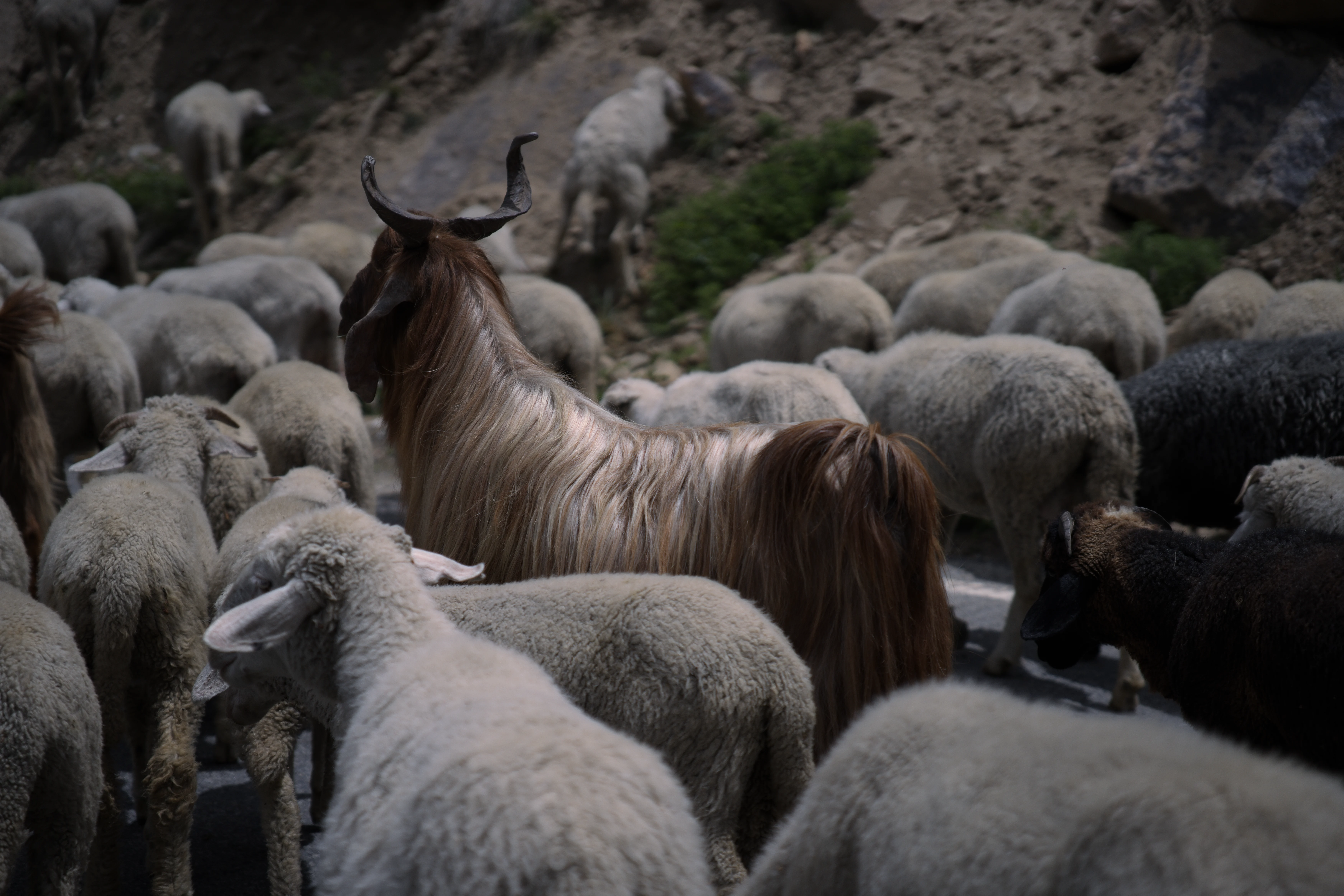 Himachal photo 6